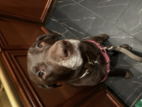 Emmy