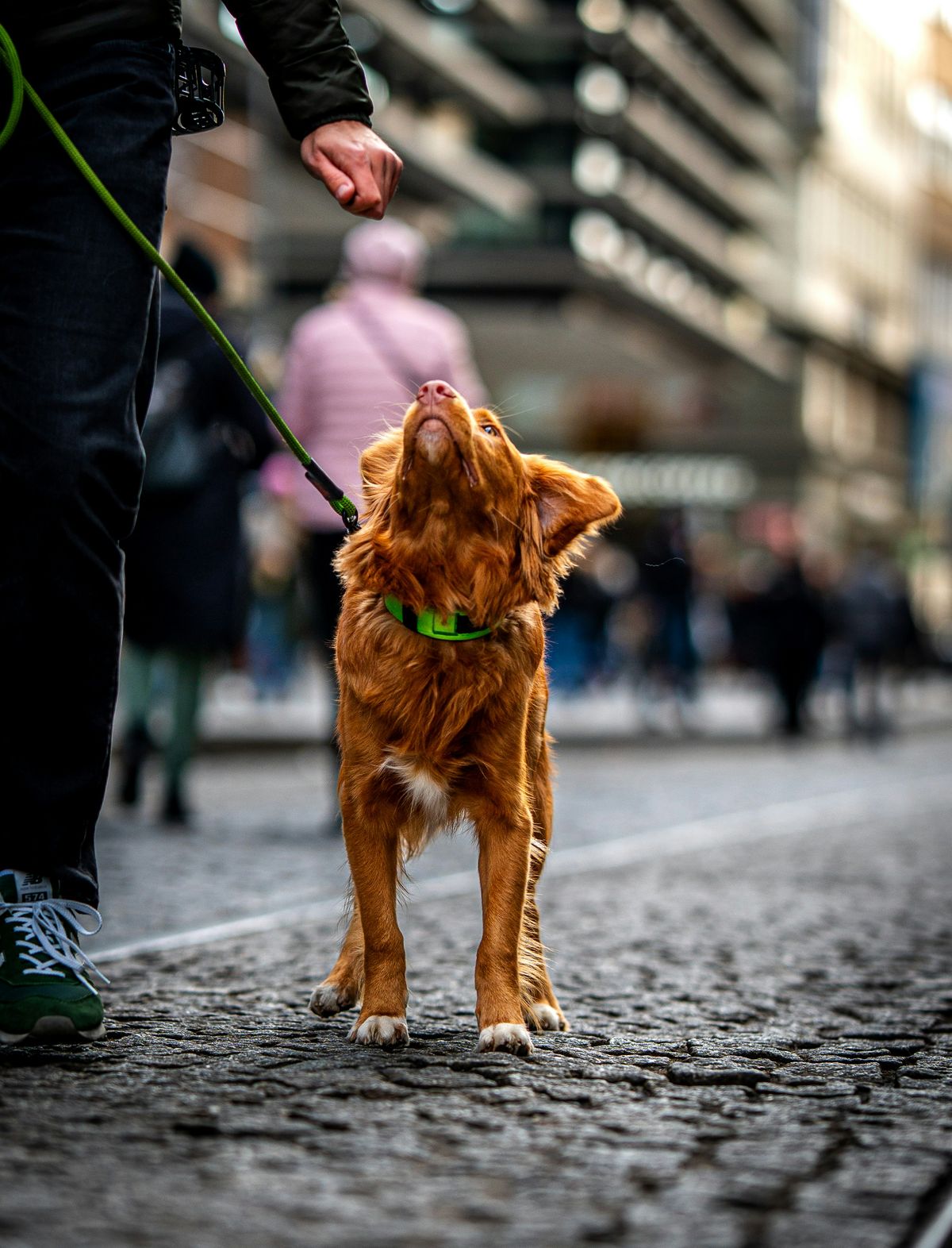 How to Become a Dog Walker: The Career Guide for Professionals