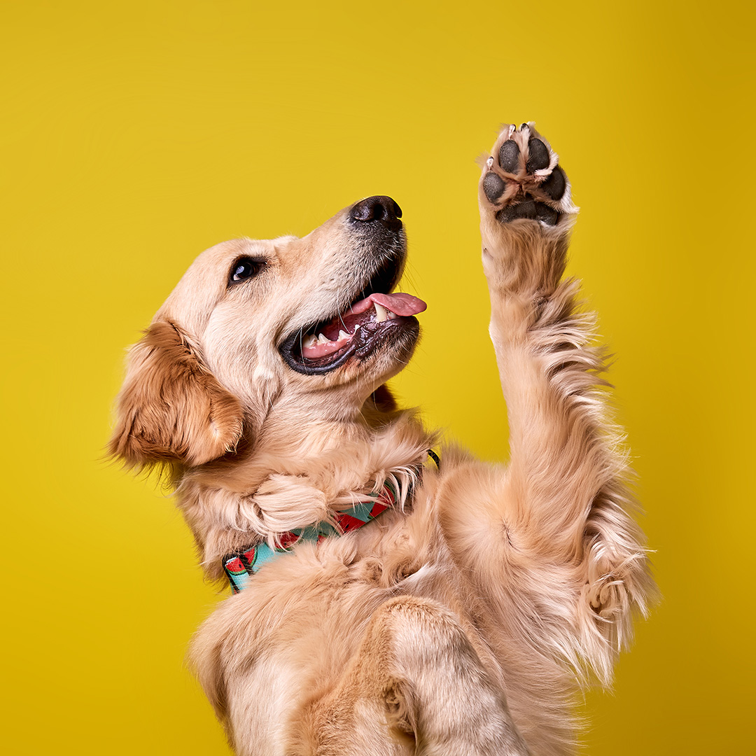 Senior Dog Care: How to Help Your Aging Pup Thrive (Not Just Survive)